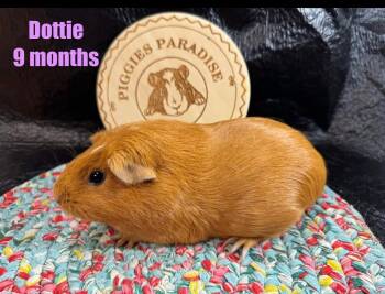 Rescue Short Haired Guinea Pigs for Adoption in Red Oak, Iowa - Dottie | PetCurious